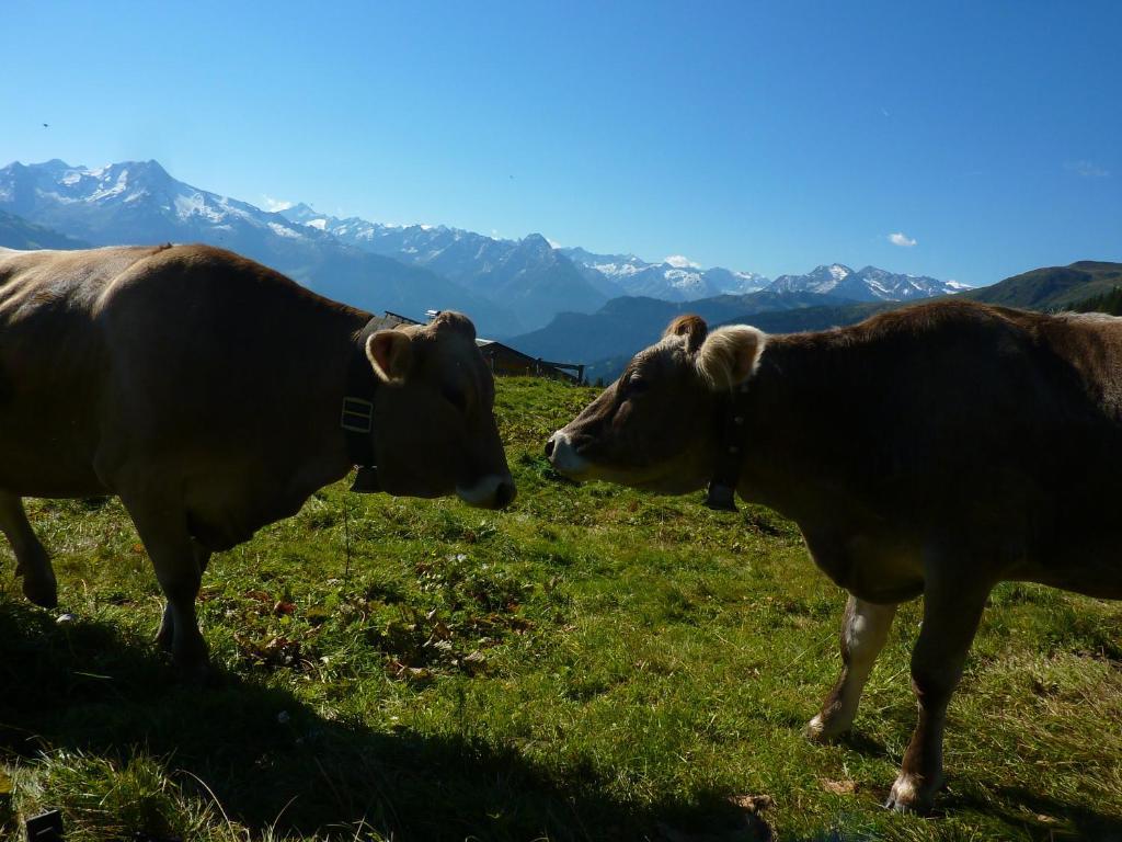 Breierhof Daire Zell am Ziller Dış mekan fotoğraf